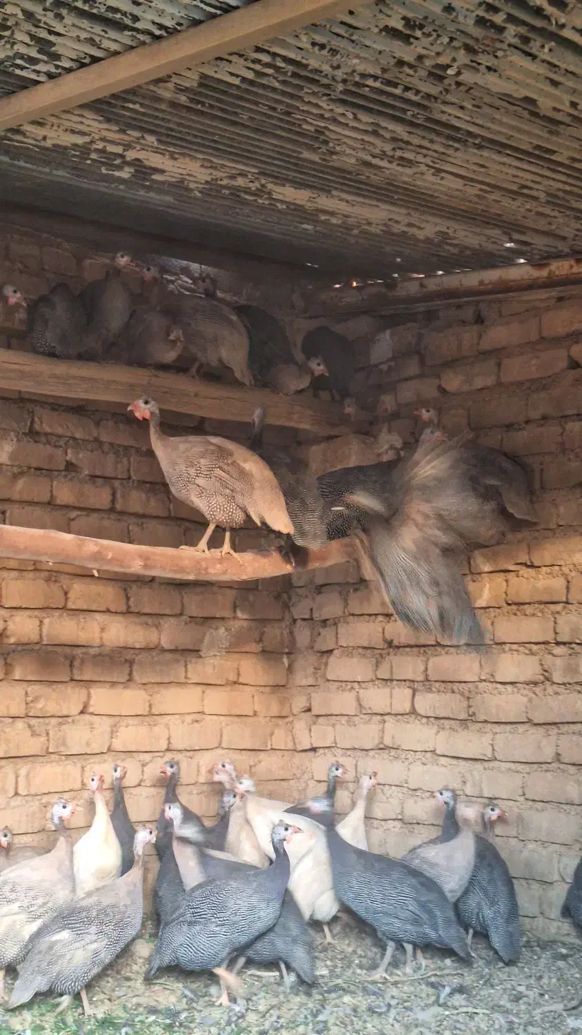 مرغ شاخدار|حیوانات مزرعه|بانش, |دیوار