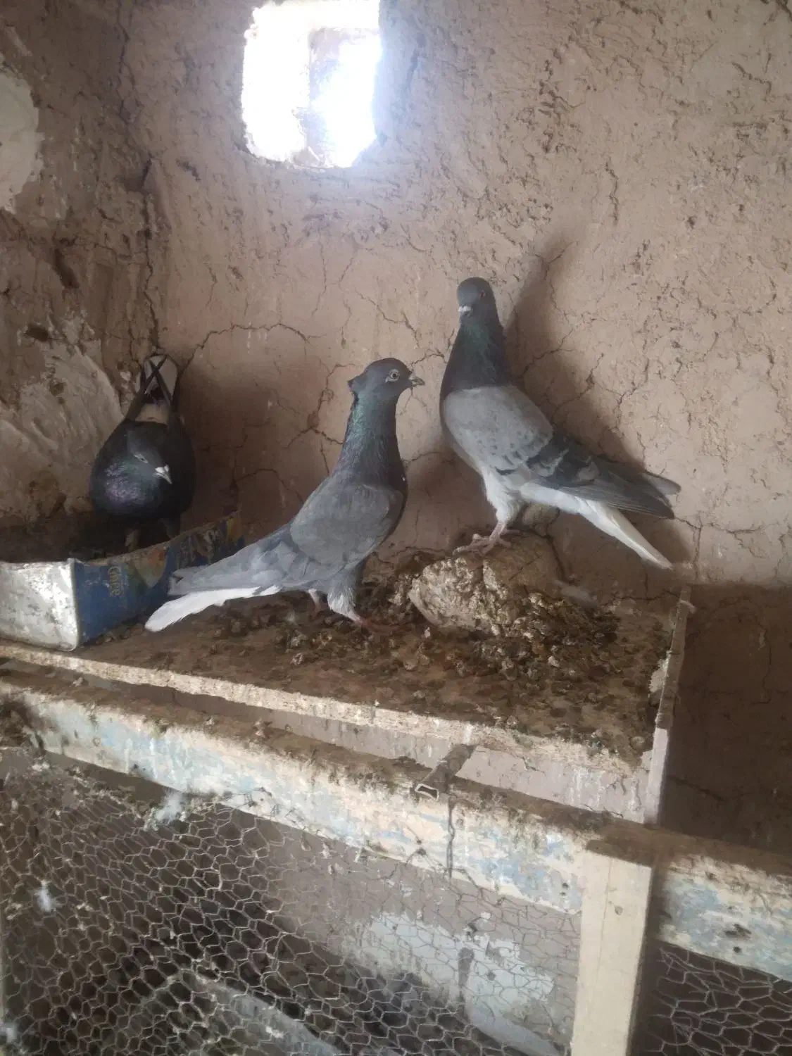 کبوتر سینه و زاغ دم|پرنده|بیرجند, |دیوار