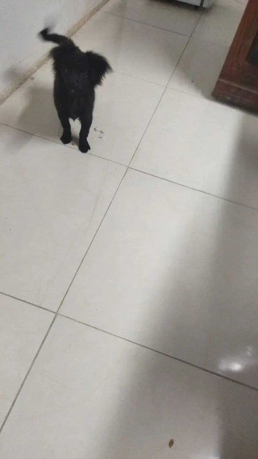 توله شیتزو چهارماهه|سگ|مسجد سلیمان, |دیوار