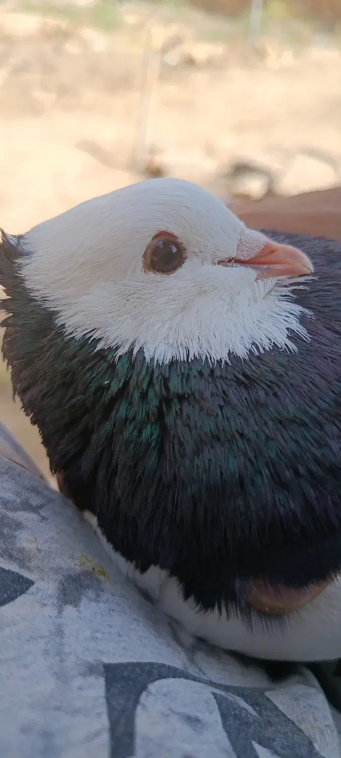 کفتر کبوتر پرشی و رنگی|پرنده|عطاملک, |دیوار