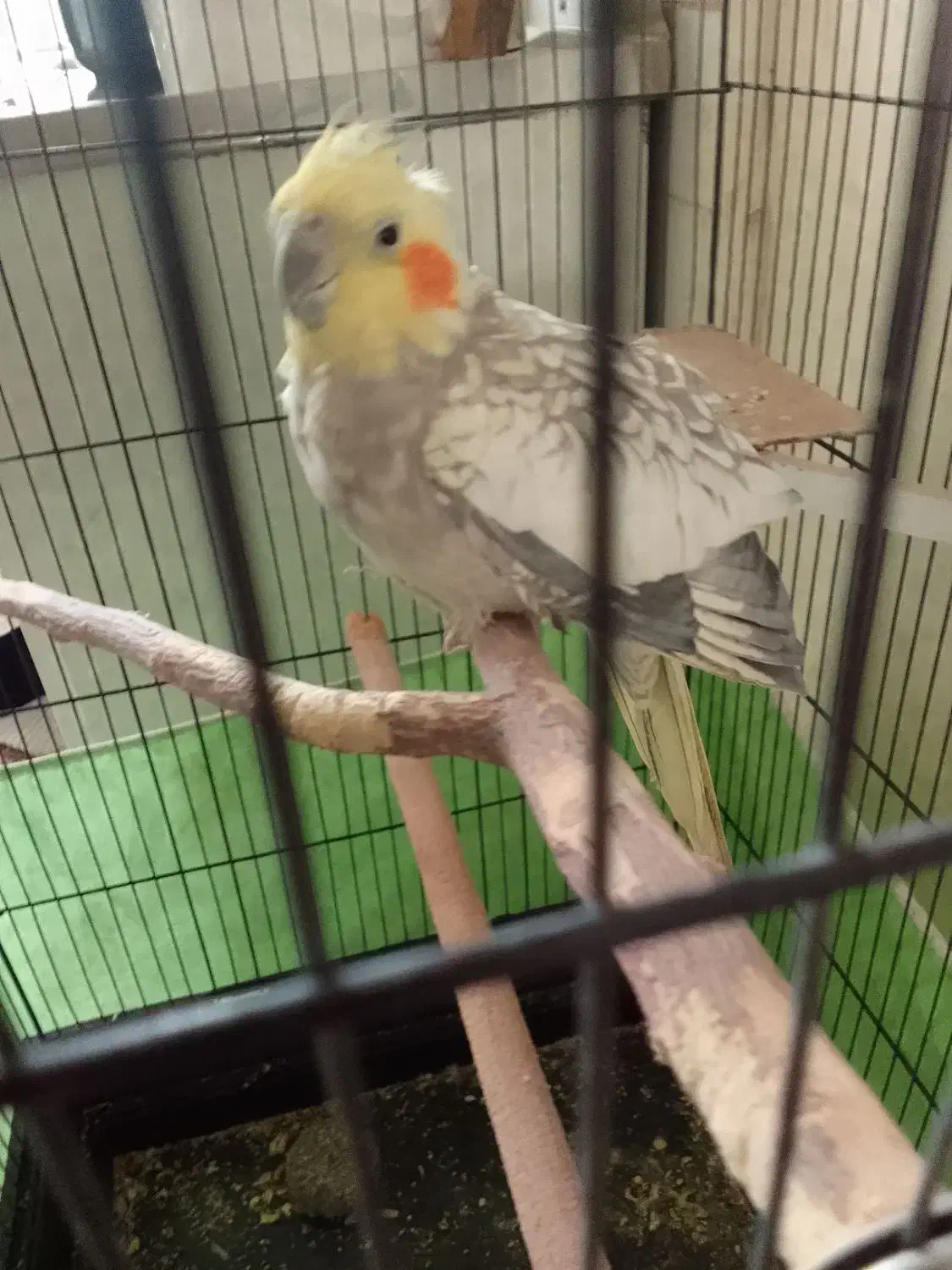 پر نده|پرنده|پاکدشت, پاکدشت (مامازند)|دیوار