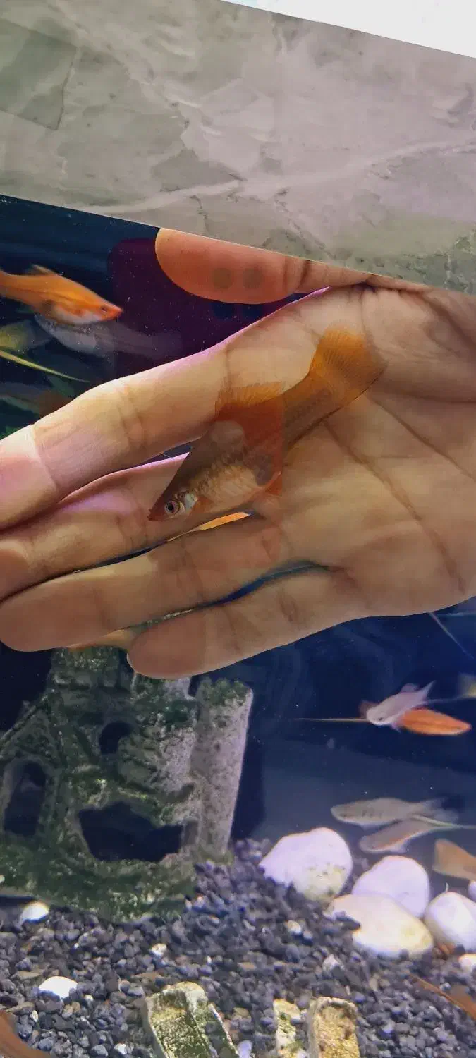 ماهی سوارتل مولد سوپر سایز آکواریوم|ماهی|مشهد, نیزه|دیوار