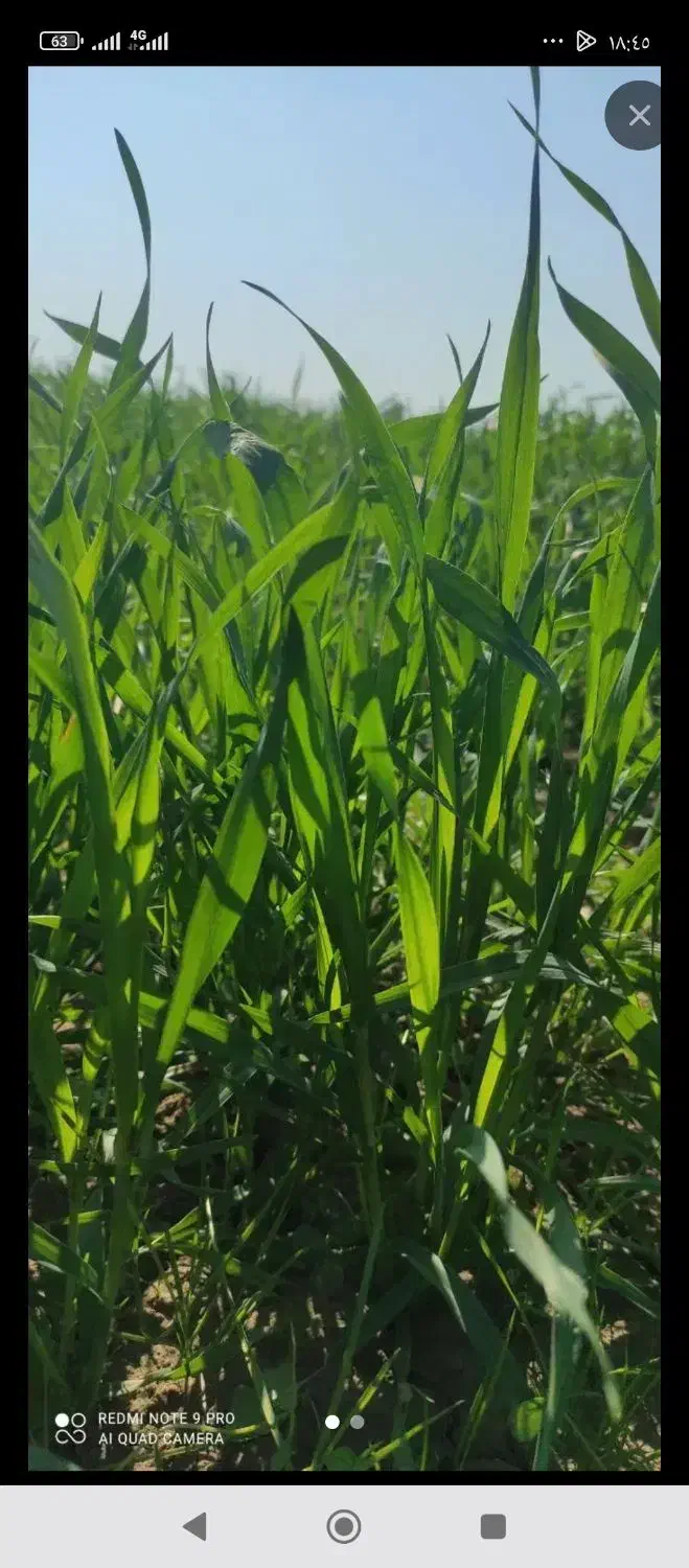 زمین کشاورزی|فروش زمین و ملک کلنگی|سوسنگرد, |دیوار