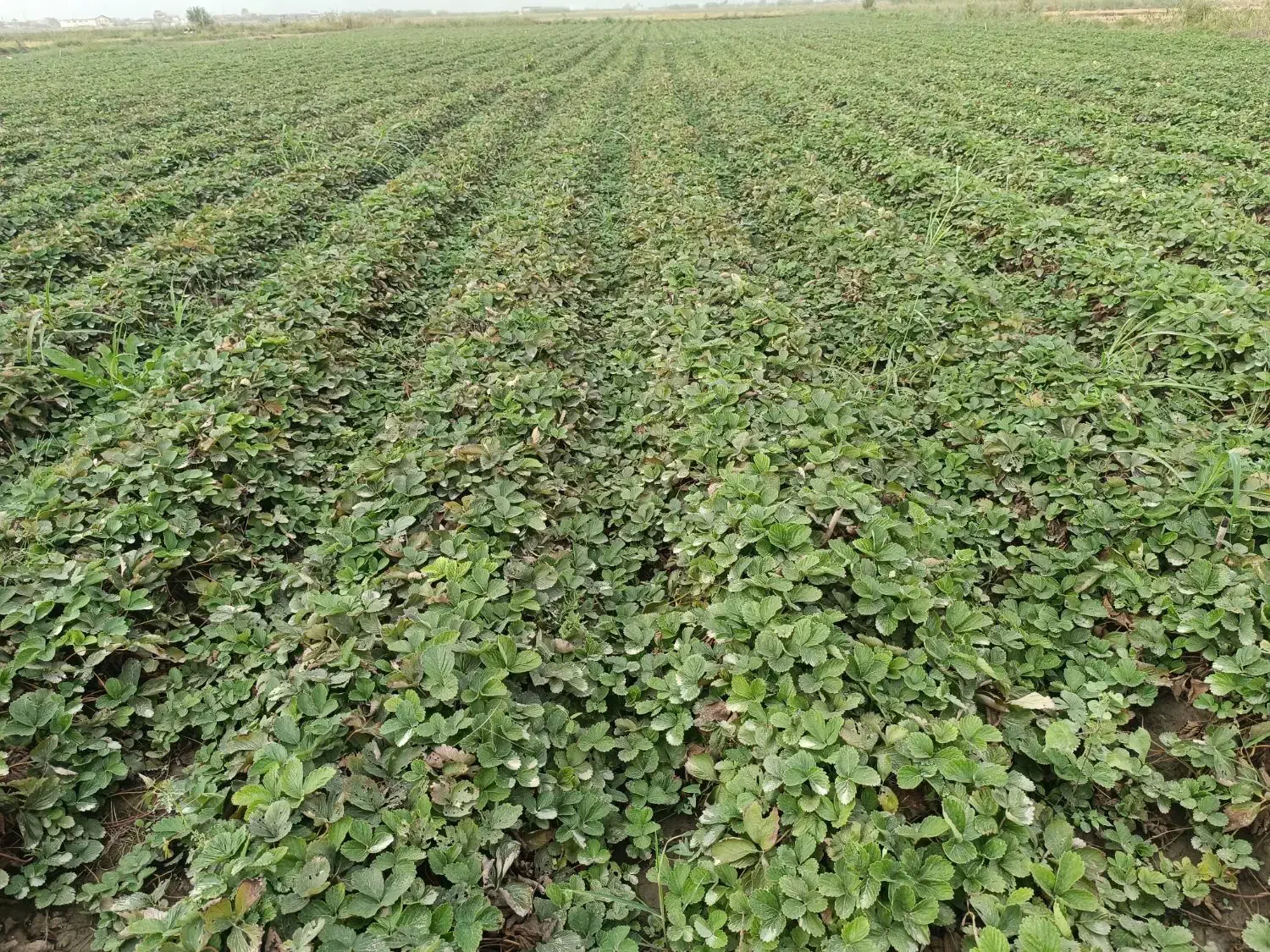 فروش نهال توت فرنگی|خدمات باغبانی و درختکاری|خان ببین, |دیوار