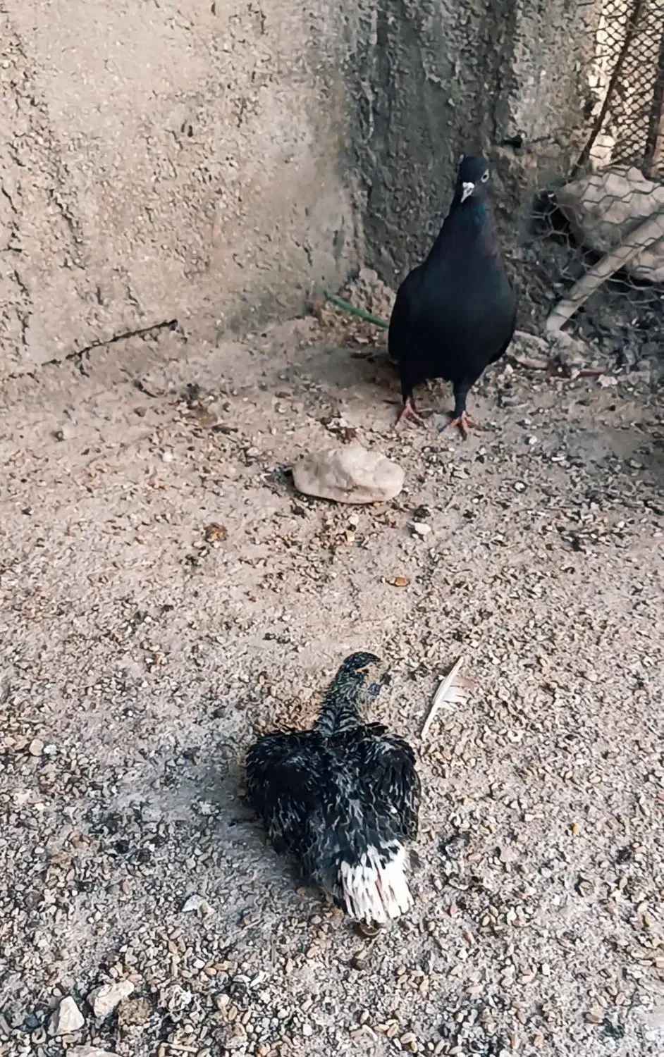 سیاه دم سفید|پرنده|برازجان, |دیوار