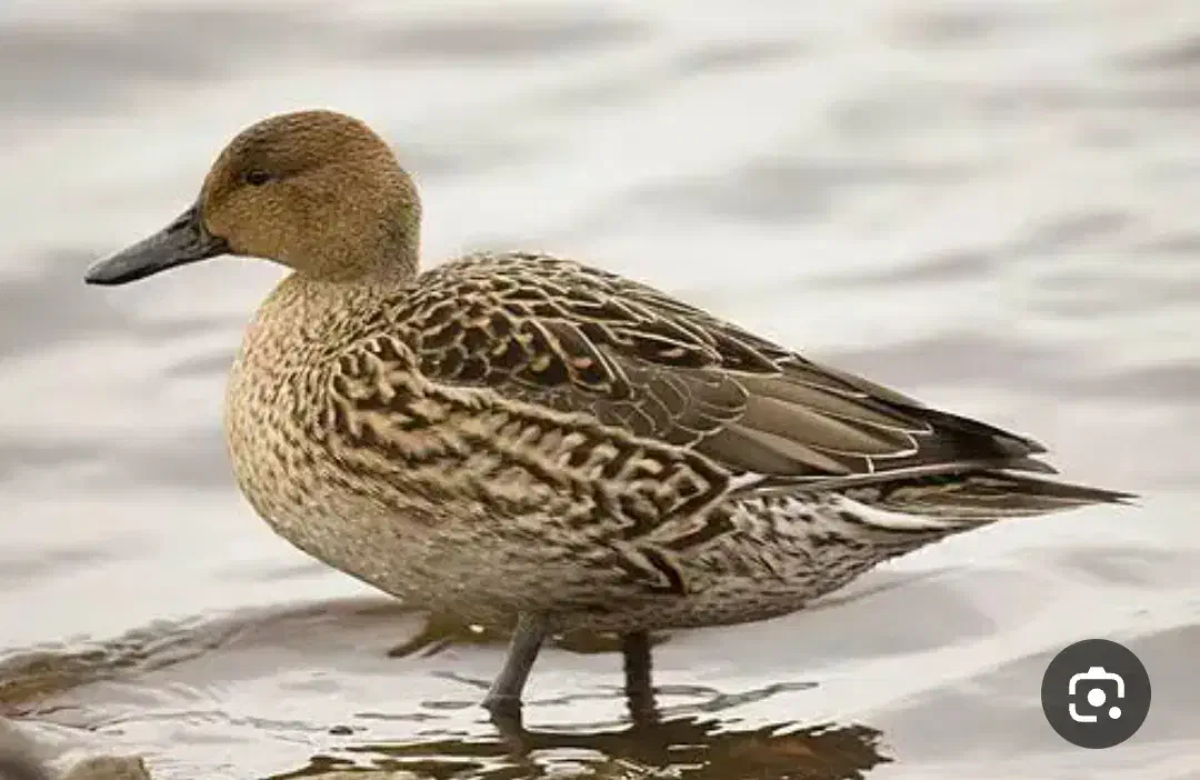 پرنده|حیوانات|نیشابور, فضل|دیوار