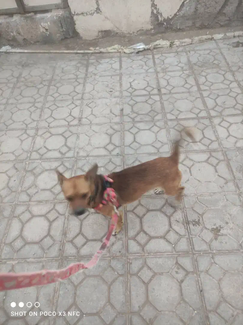 سگ شیواوا|سگ|کرمان, |دیوار