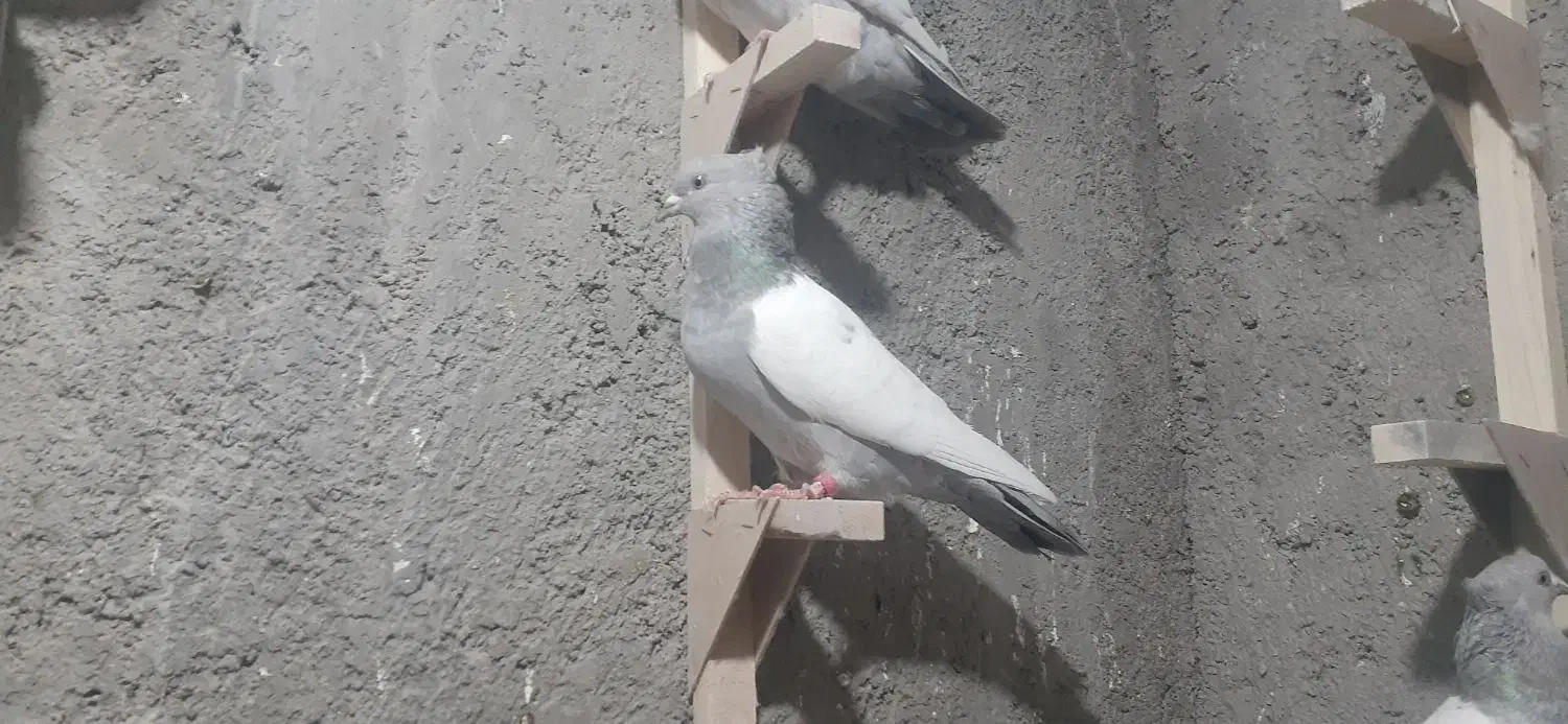 ماده سینه سوسنی|پرنده|شیراز, حومه شیراز|دیوار