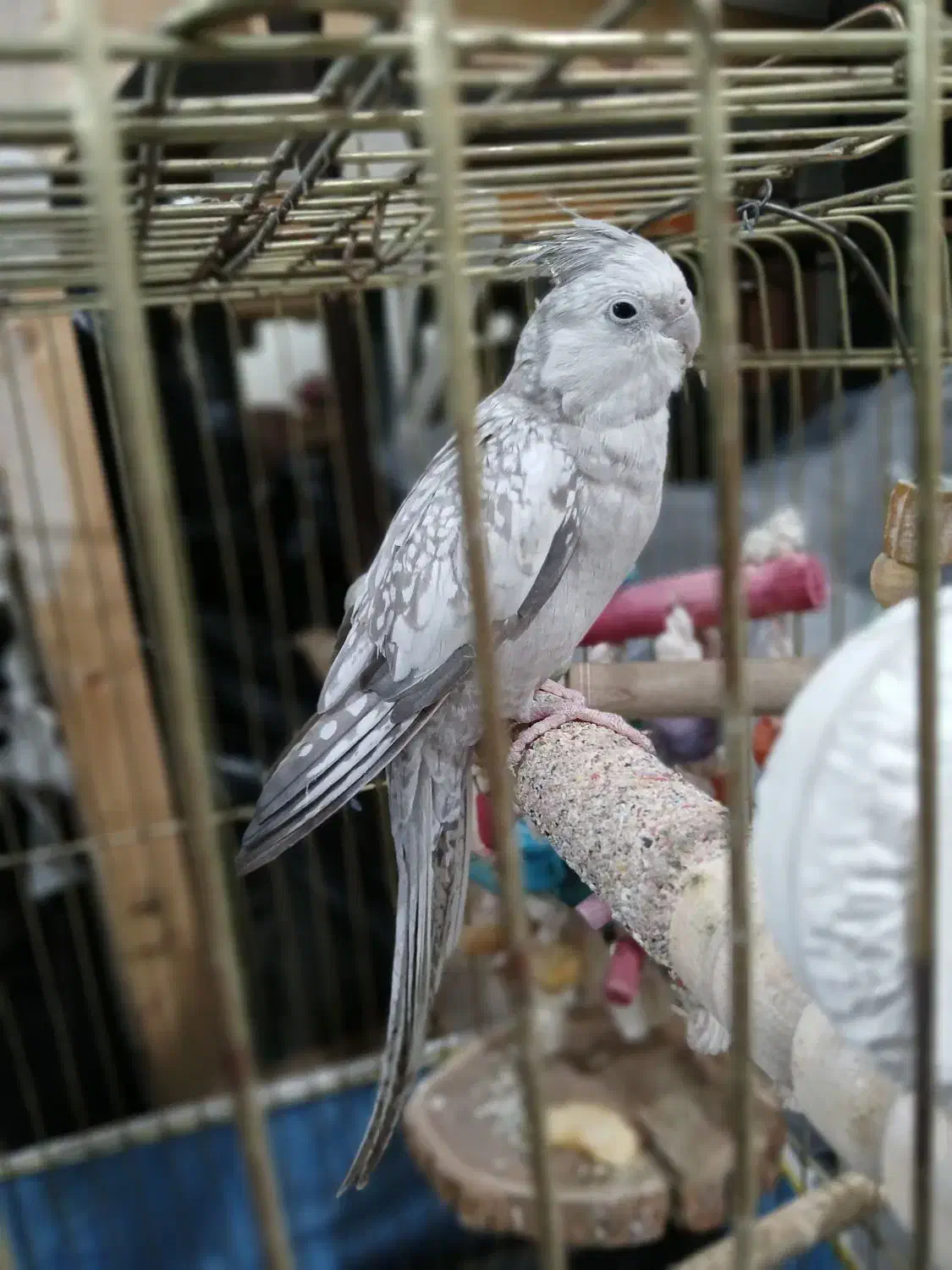 عروس هلندی ماده سالم و آمادگی برای تخم گذاری|پرنده|باقرشهر, |دیوار