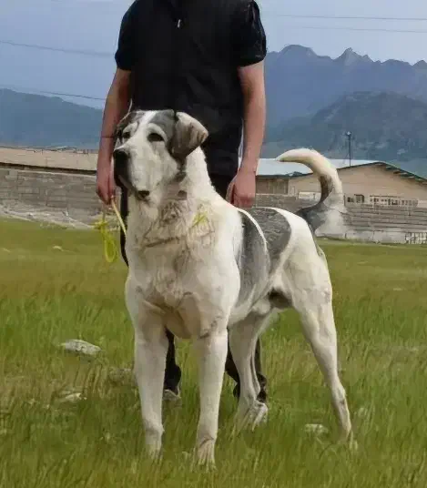 سگ پژدر|سگ|کرمانشاه, |دیوار