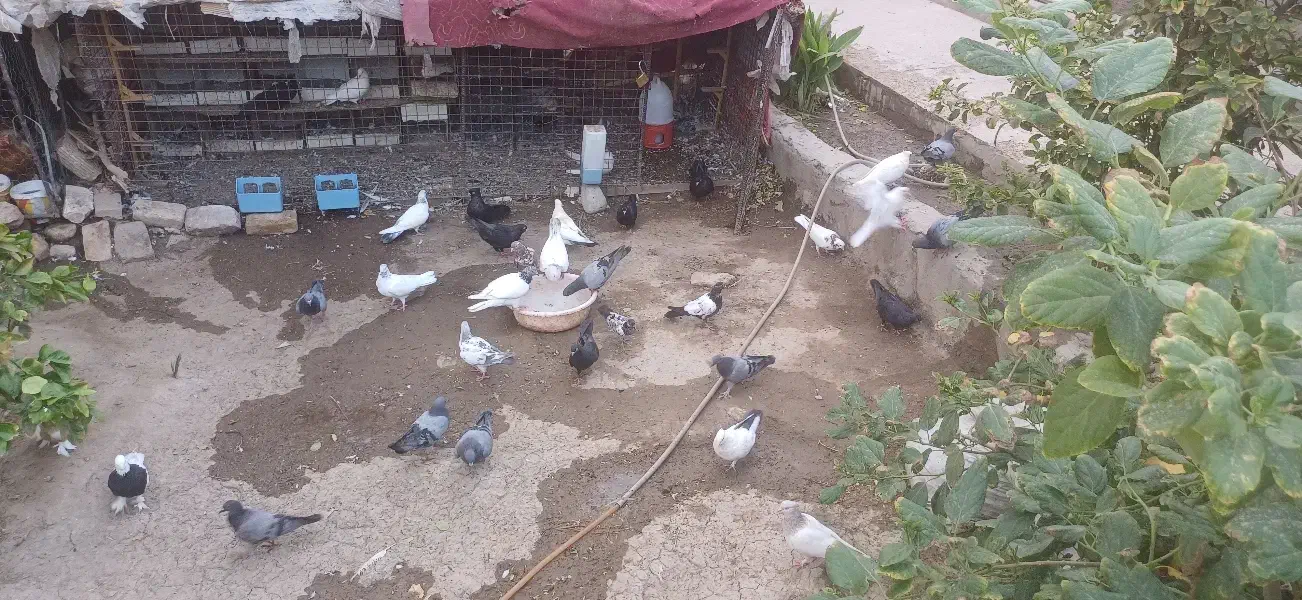 فروش بیله کفتر|پرنده|جیرفت, |دیوار