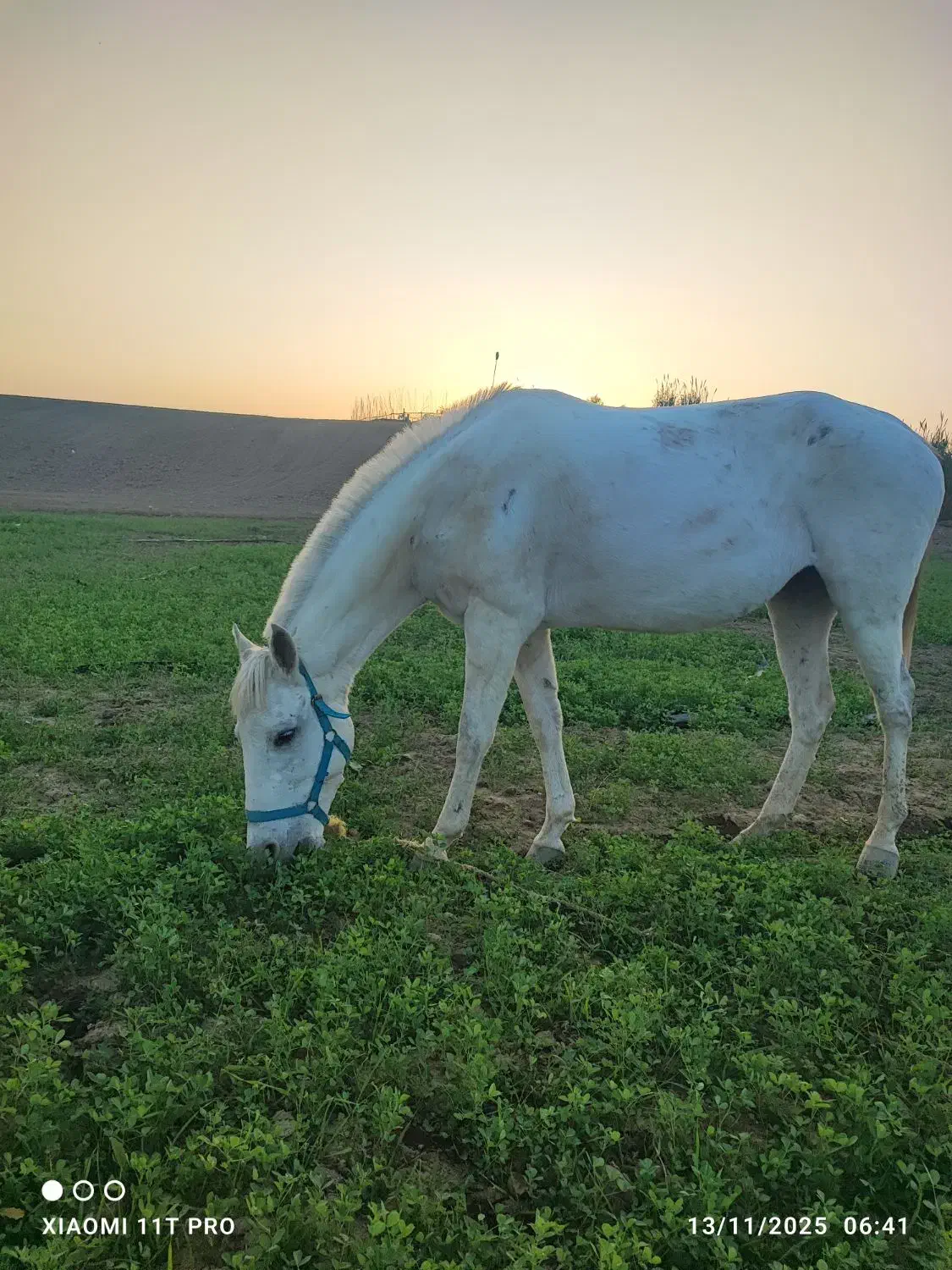 مادیان ترکمن هفت ماهه آبستن|اسب و تجهیزات اسبسواری|گنبد کاووس, |دیوار