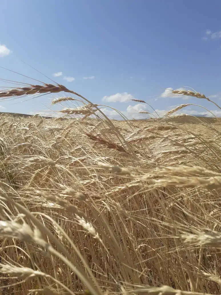 گندم بوجاری شده توخوملوخ|عمده‌فروشی|نظر کهریزی, |دیوار