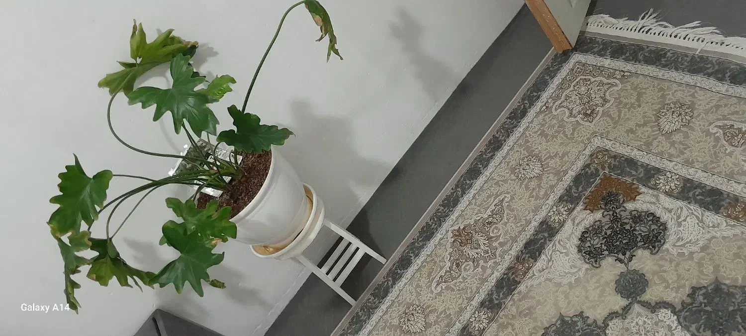 گل طبیعی|گل و گیاه طبیعی|الوند, |دیوار