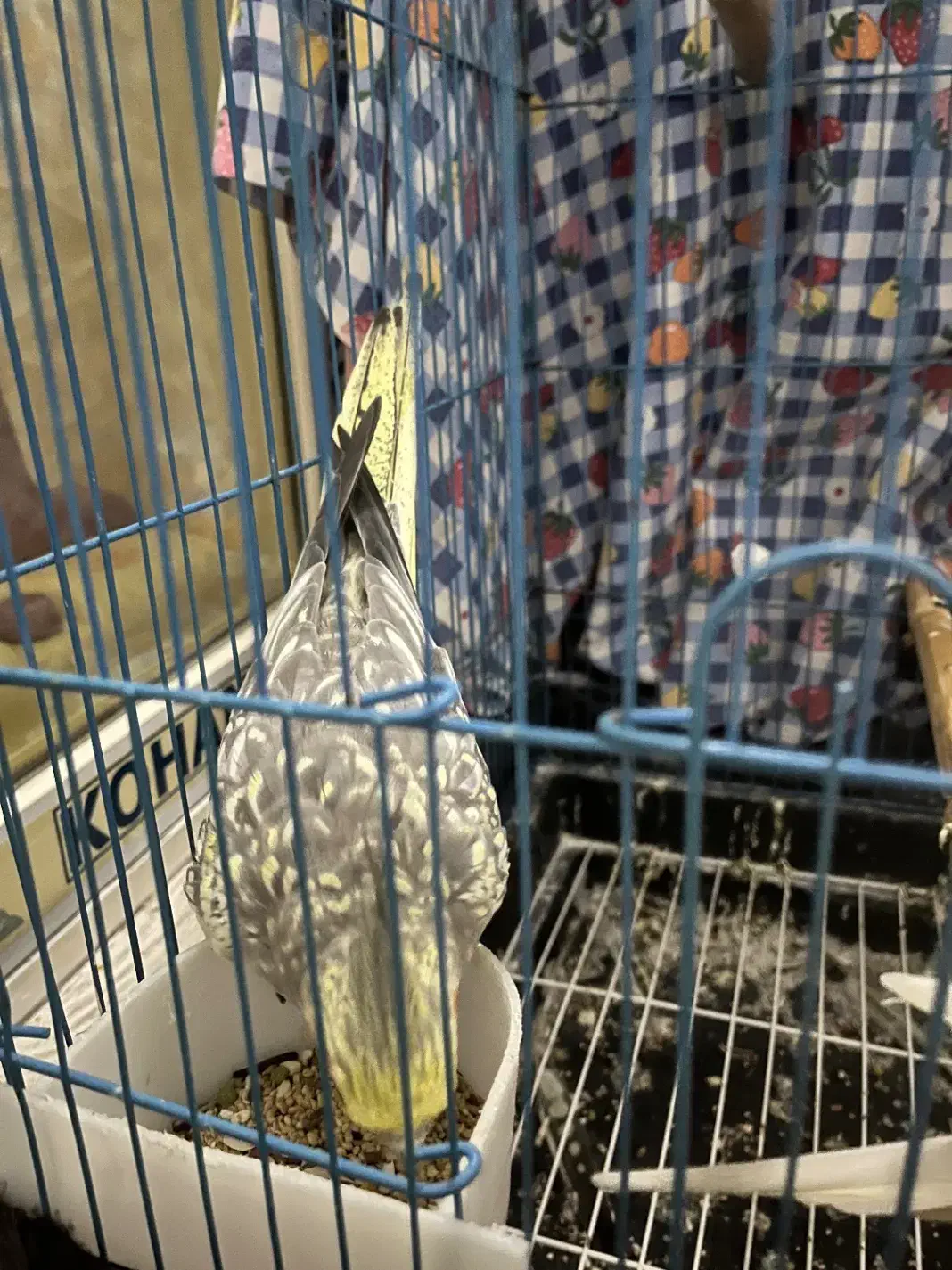 طوطی عروس هلندی جفت|پرنده|آمل, |دیوار