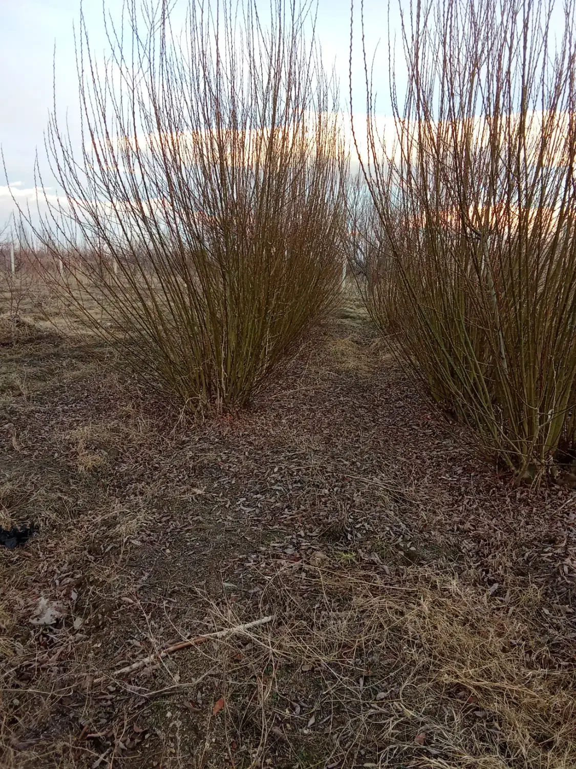 زمین کشاورزی|فروش دفتر صنعتی، کشاورزی، تجاری|انزل, |دیوار