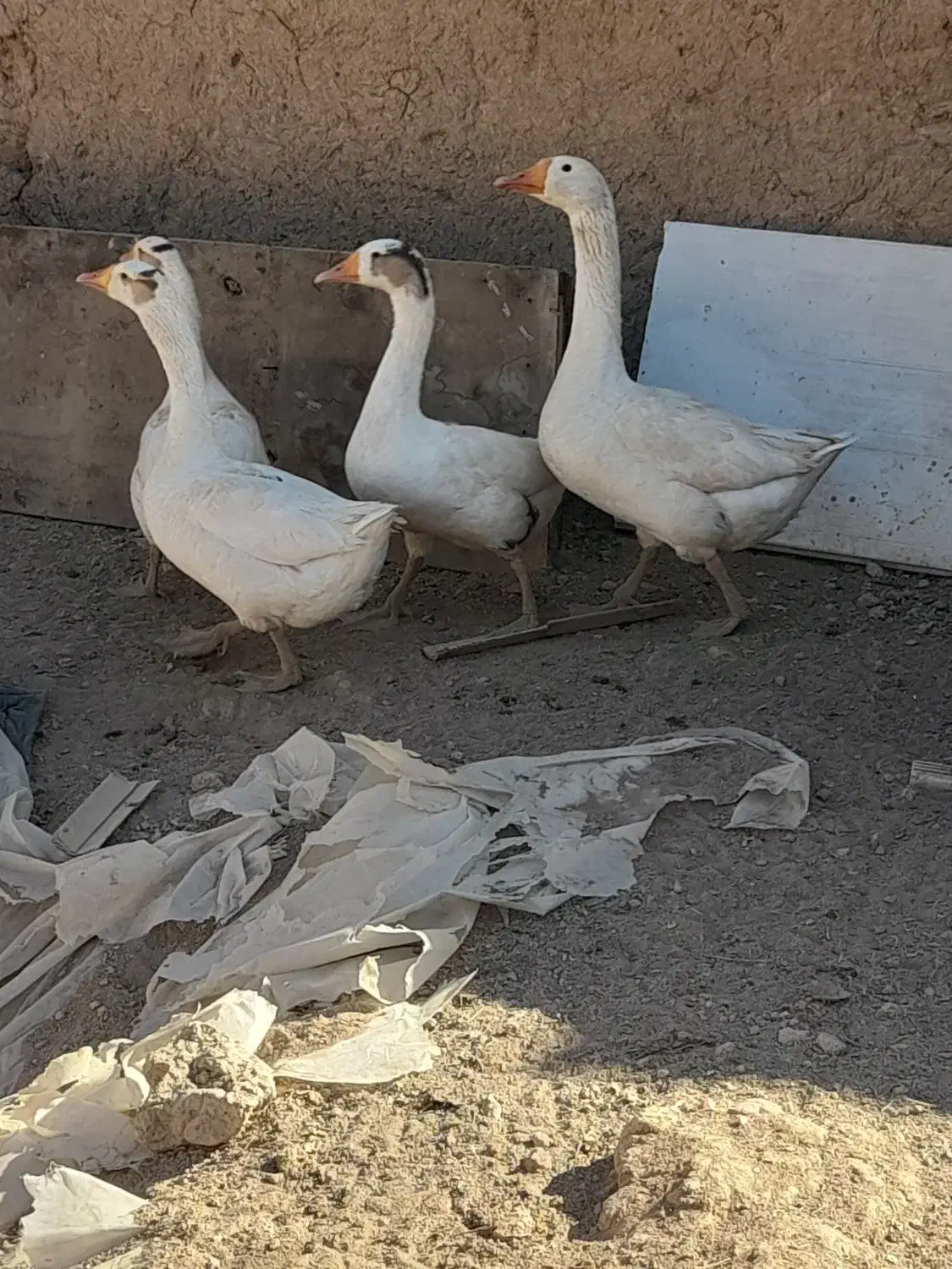 غاز|حیوانات مزرعه|خمینی‌شهر, |دیوار