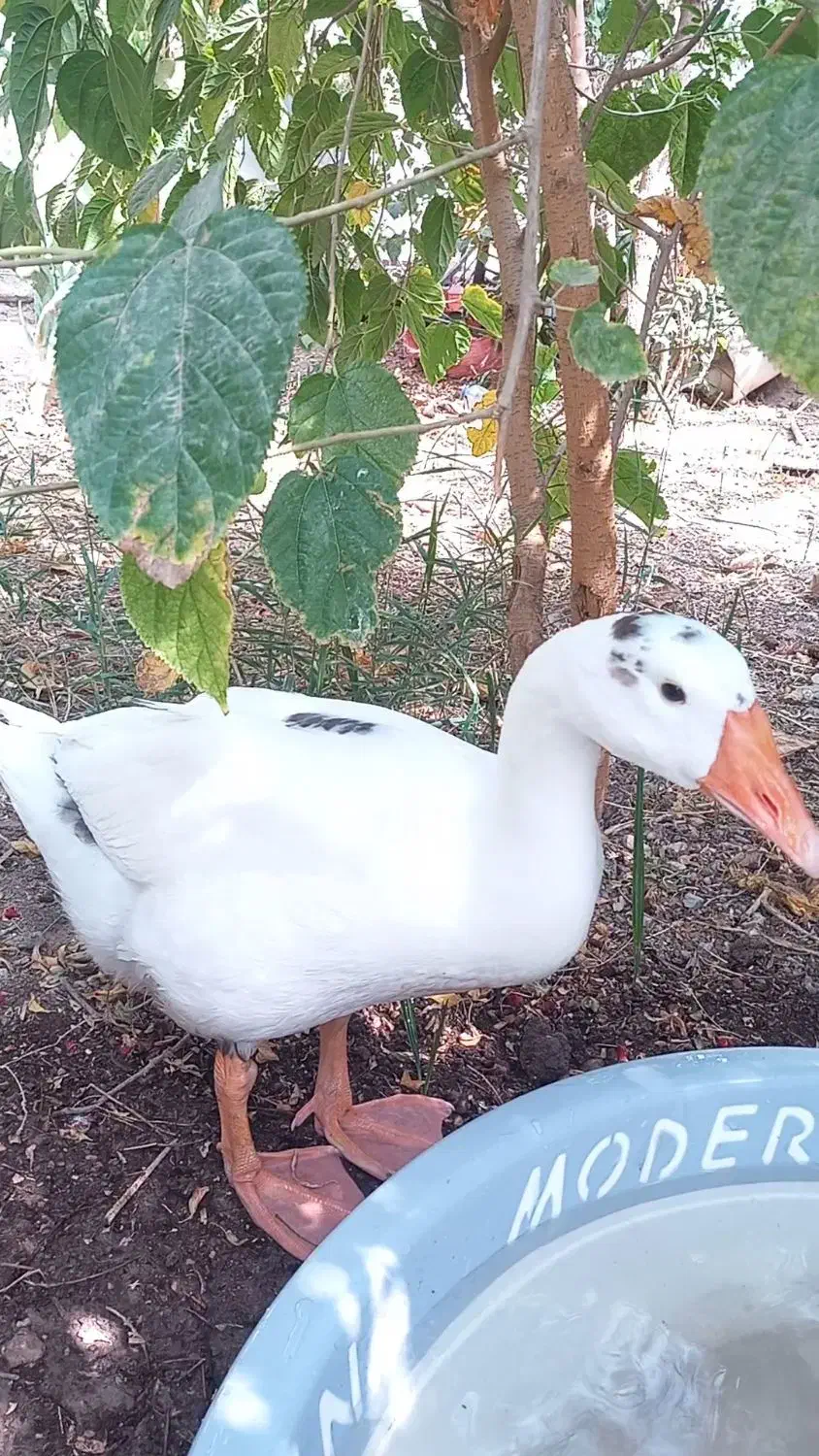 غاز نر|حیوانات مزرعه|آبادان, |دیوار