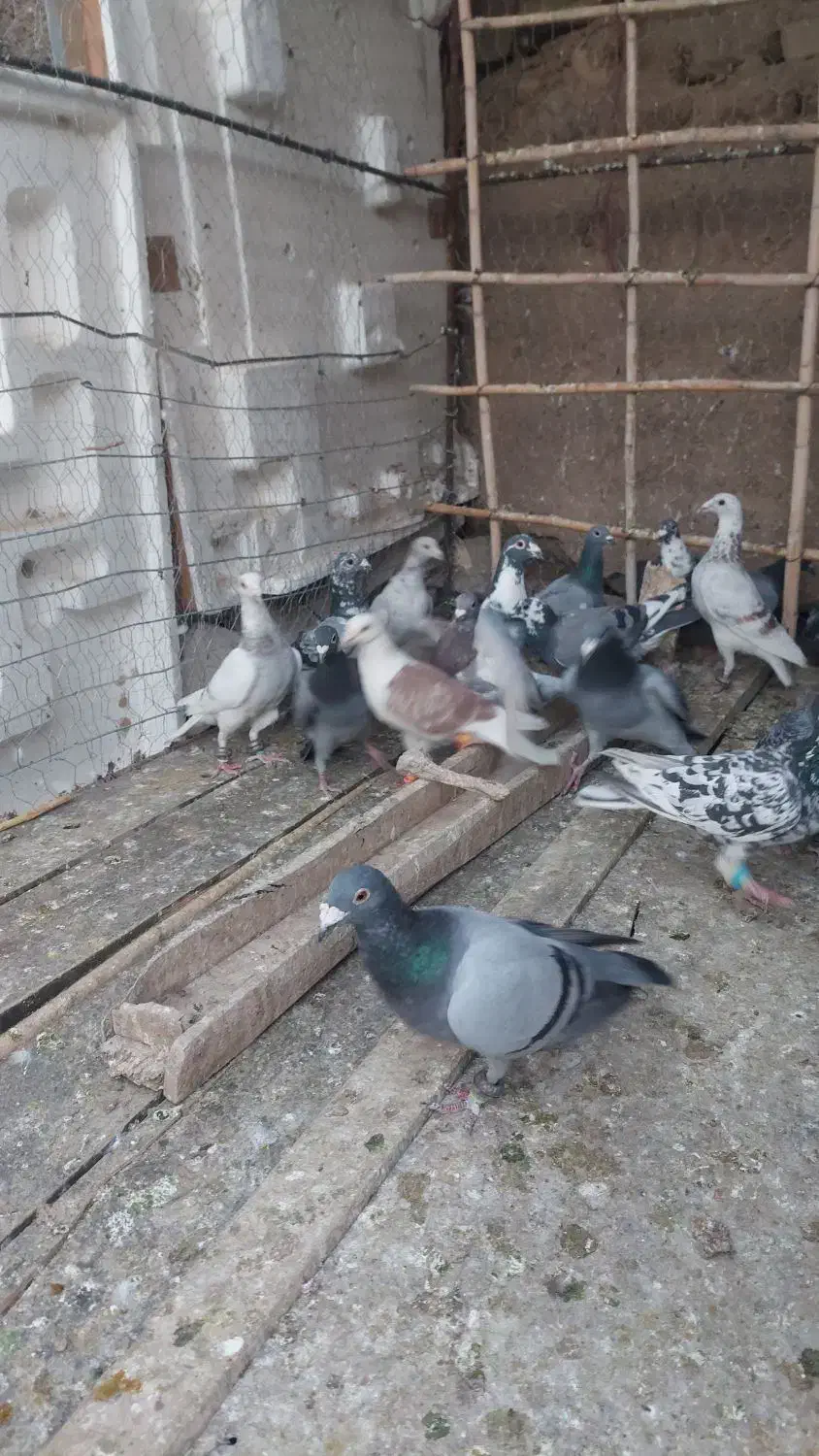 کفتر زمند|پرنده|هلالی, |دیوار