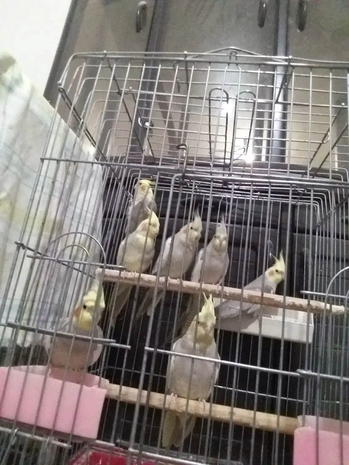 عروس هلندیمعاوضهباسهرهباقناری|پرنده|محمدشهر, محمدشهر|دیوار