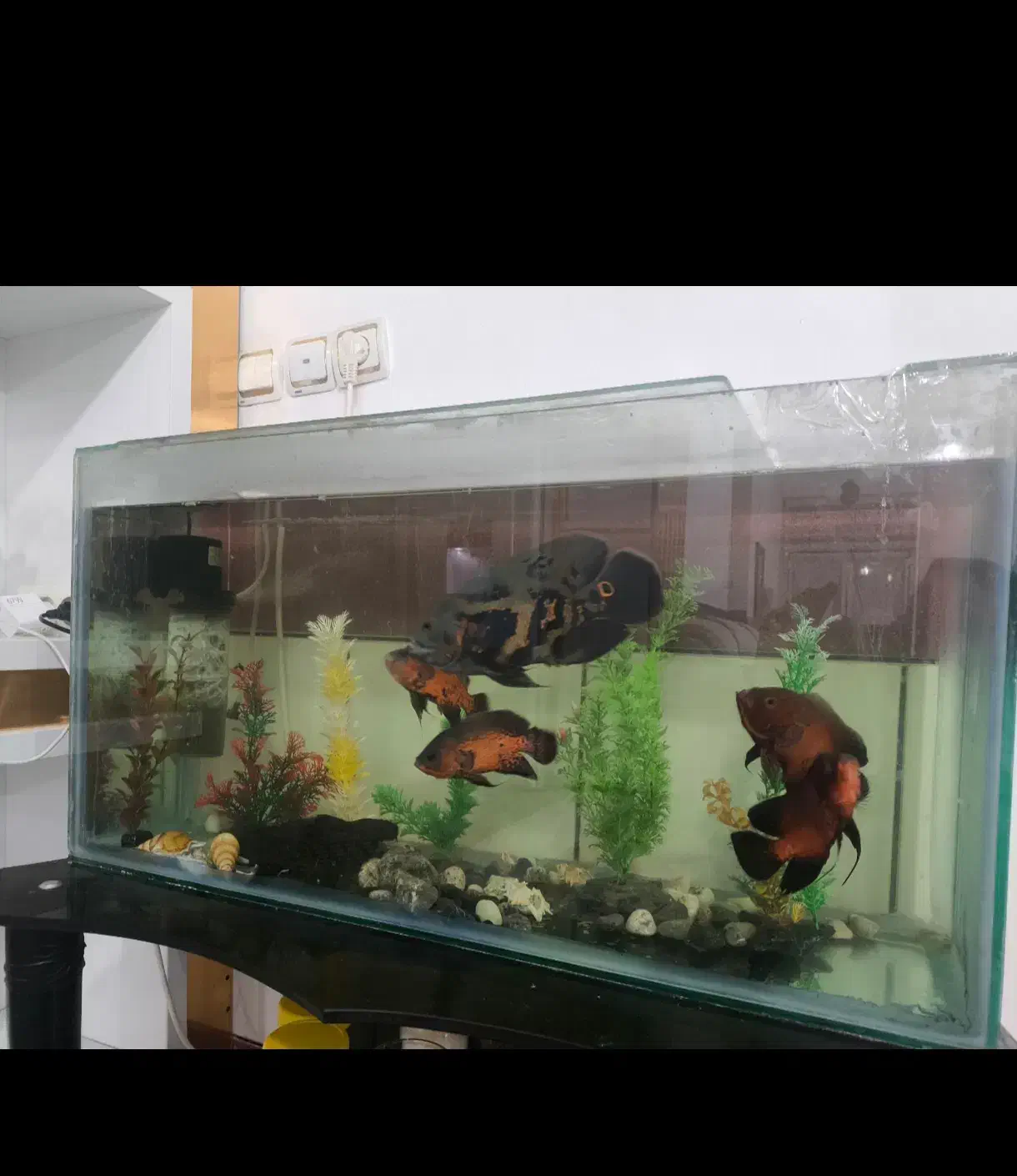 آکواریوم با کل وسایل|ماهی|اسدآباد, |دیوار