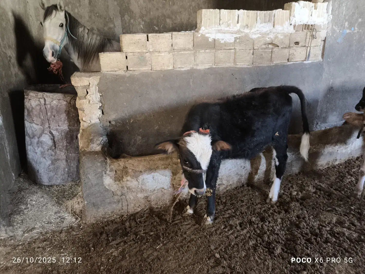 دو عدد گوساله نر دانه ای 50ملیون|حیوانات مزرعه|بیستون, |دیوار