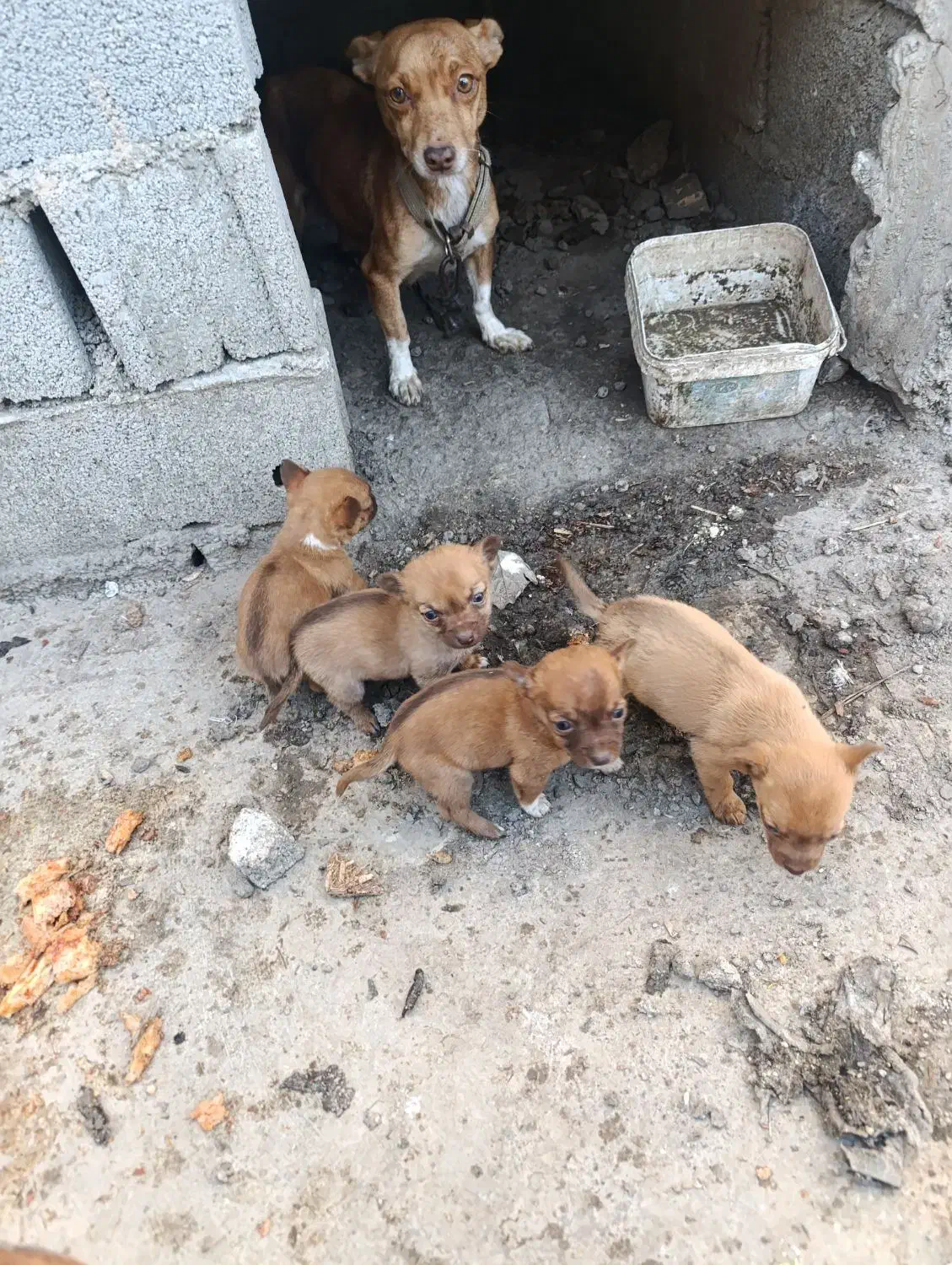 سگ‌پاکوتاه‌ریز‌|سگ|مینودشت, |دیوار