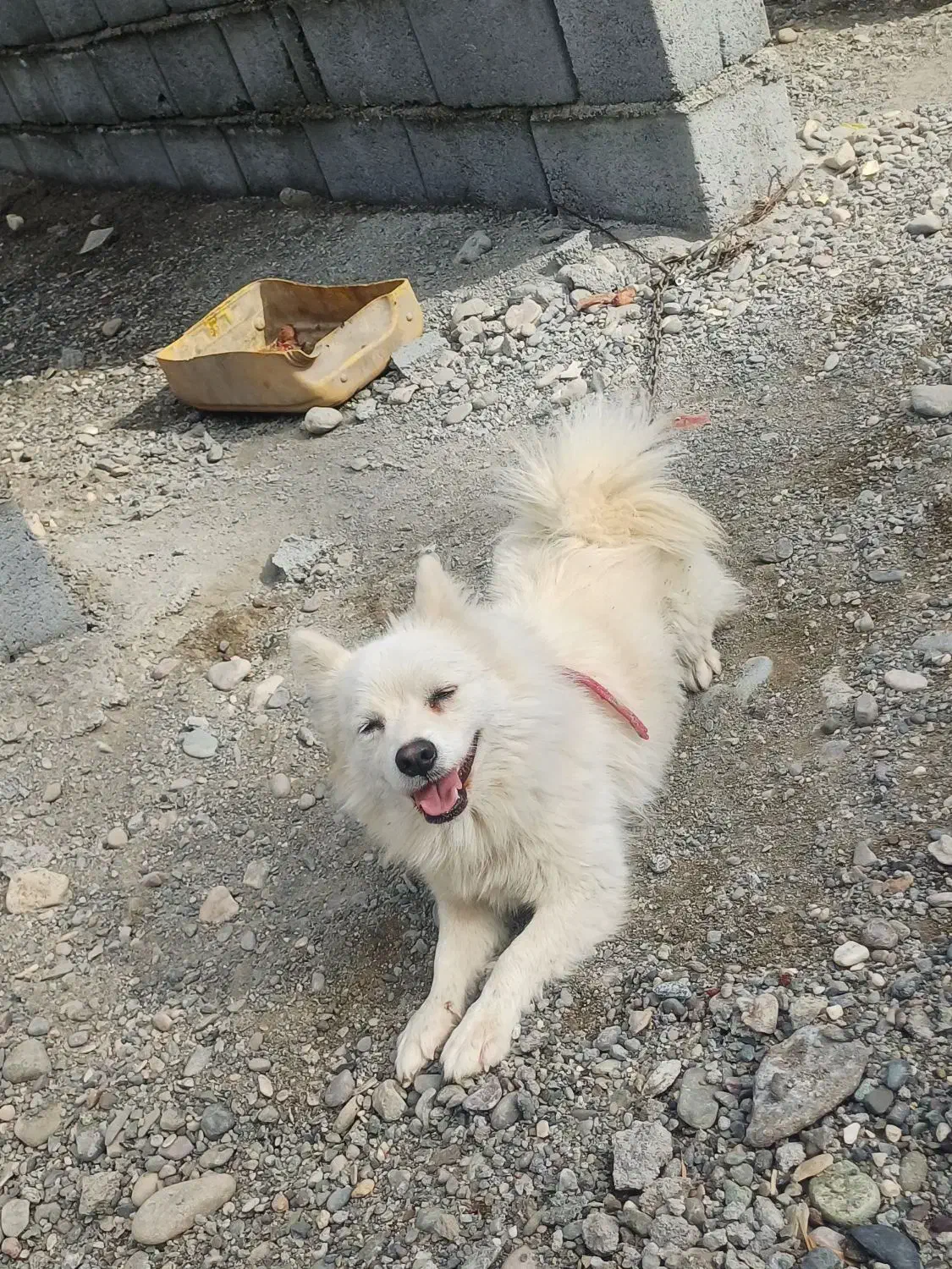 سگ پاکوتاه|سگ|بند زرک, |دیوار