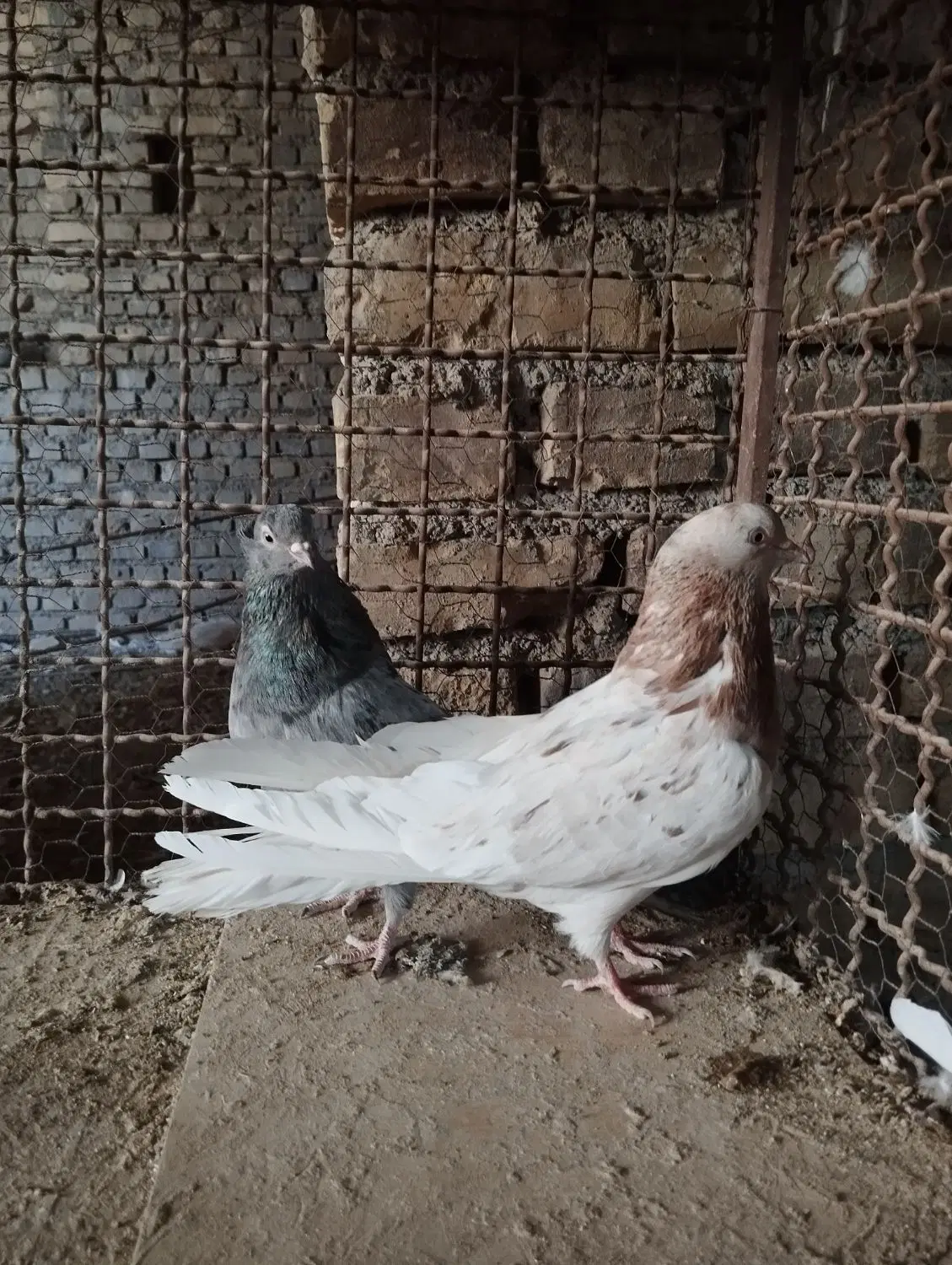 کفتر|پرنده|اردکان, |دیوار
