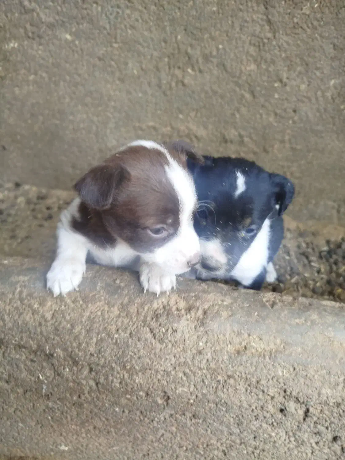 توله پاکوتاه گوش راست|سگ|کاشمر, |دیوار