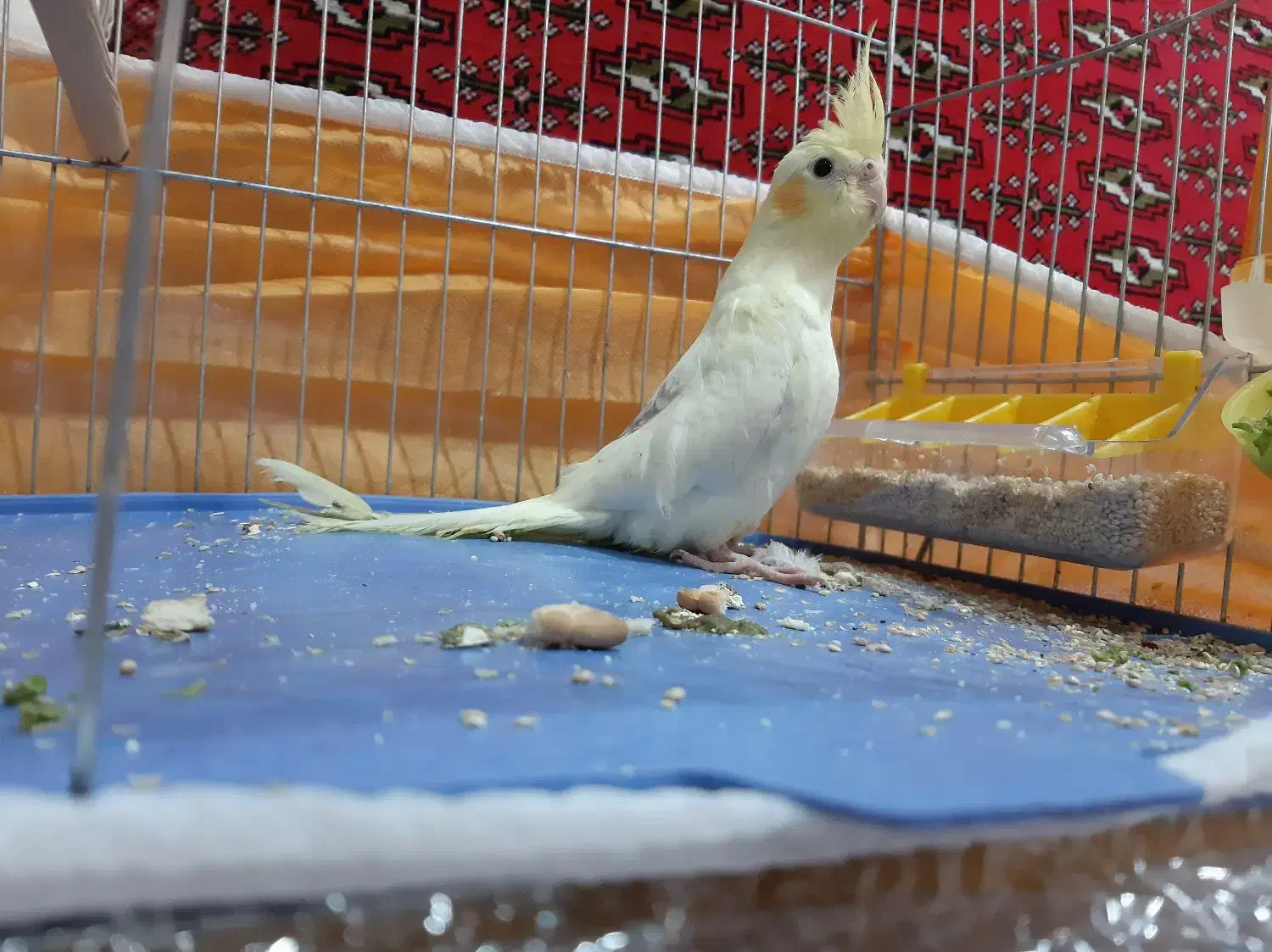 عروس هلندی آروم دستی|پرنده|بوئین زهرا, |دیوار