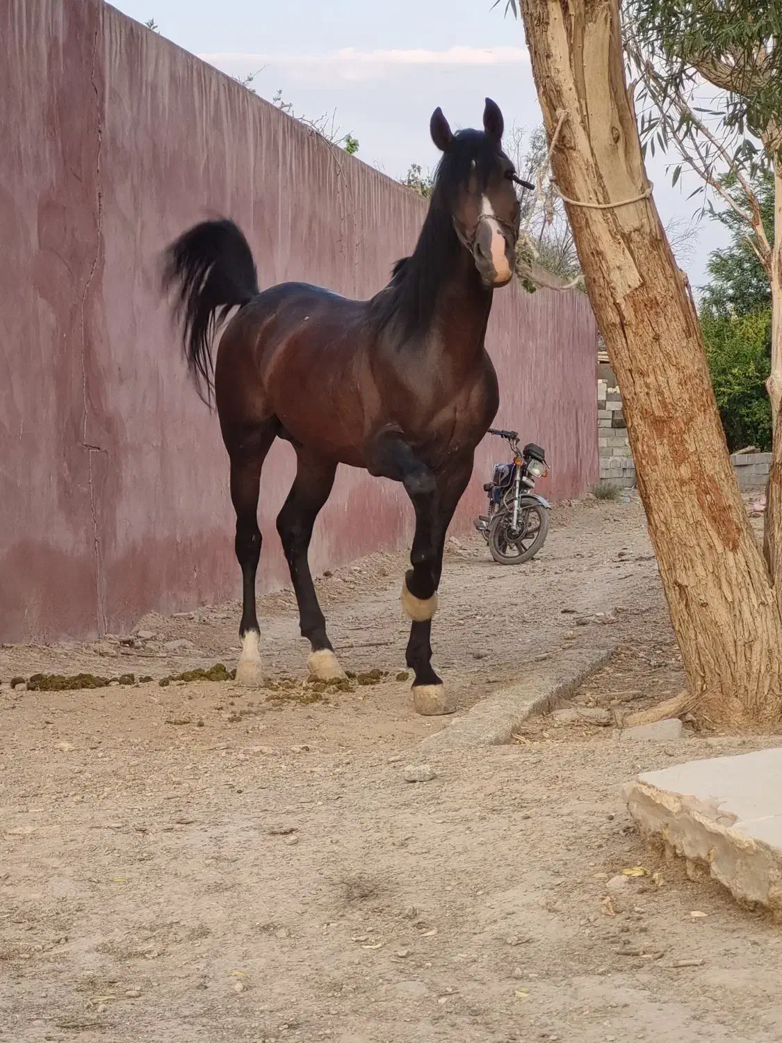 نریان سواریدار تعزیه رو|اسب و تجهیزات اسبسواری|ورزنه, |دیوار