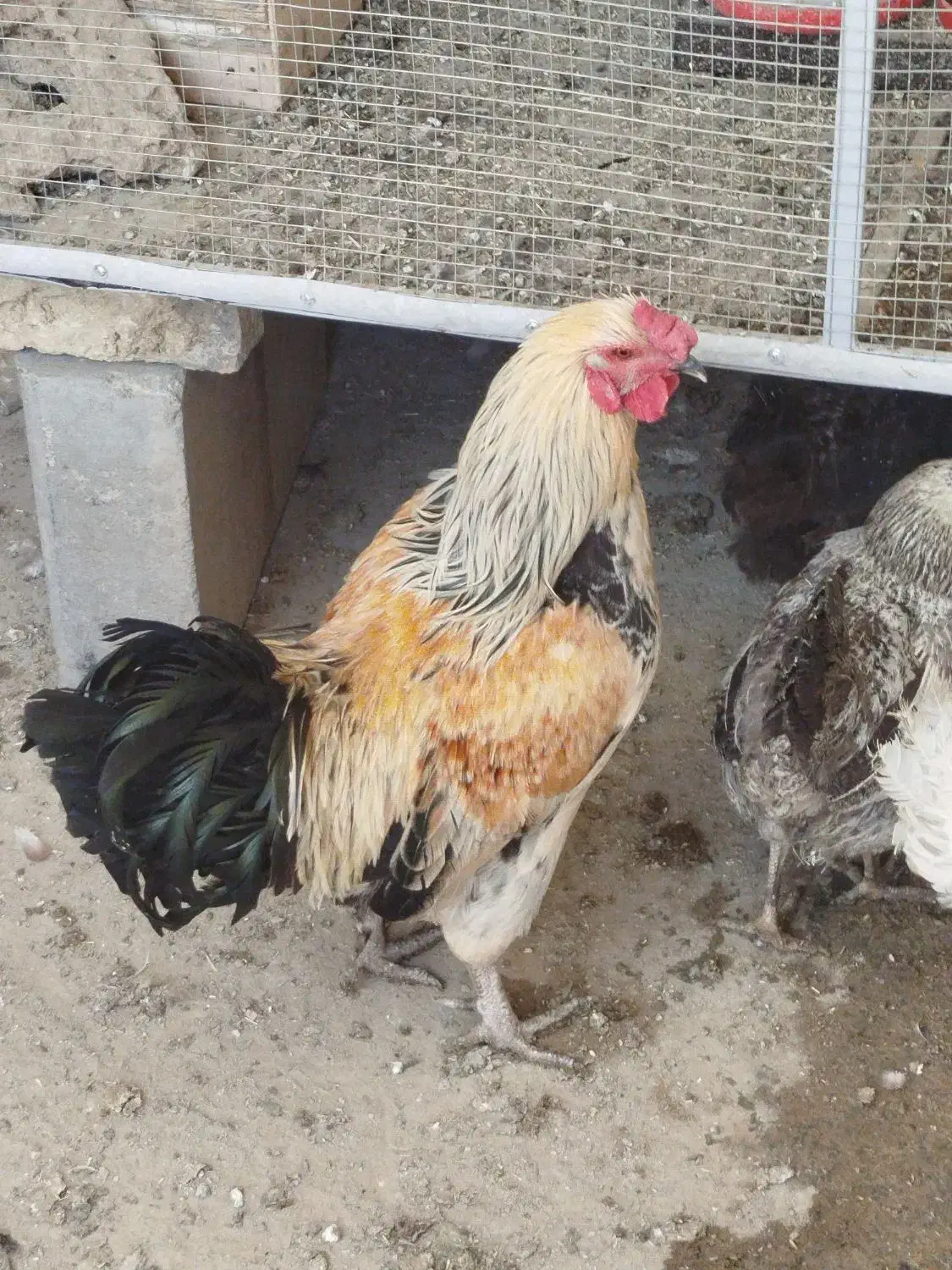 خروس محلی|حیوانات مزرعه|تکاب, |دیوار