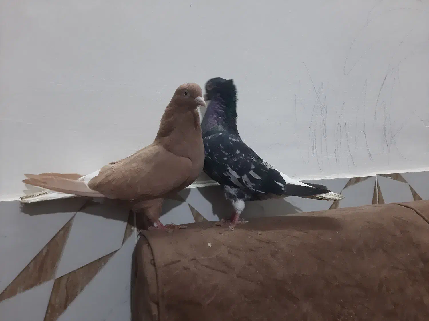 سرور دم سفید و زرد دم سفید خال سیاه دار|پرنده|مشهد, امیرآباد|دیوار