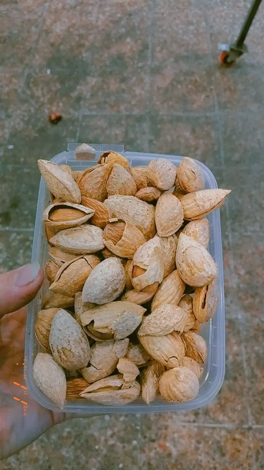 اجیل وخشکبار|عمده‌فروشی|لاهیجان, پردسر|دیوار