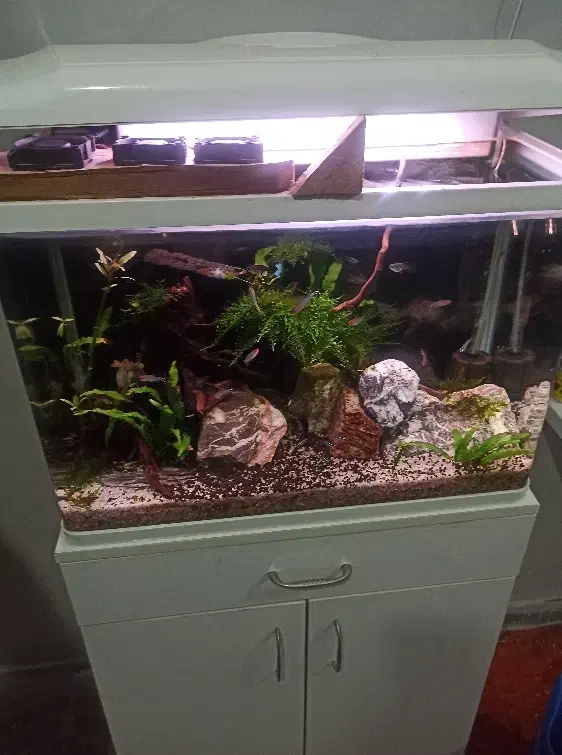 اکواریم پلنت|ماهی|دزفول, |دیوار