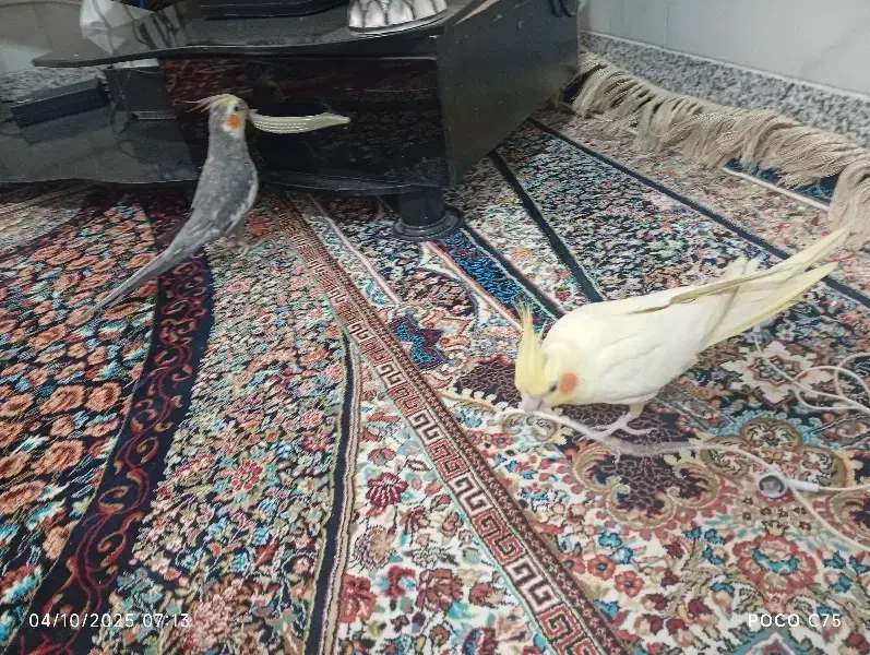 عروس لوتینو معاوضه با زرد کرمونی ماده|پرنده|تربت‌حیدریه, بالا ولایت|دیوار