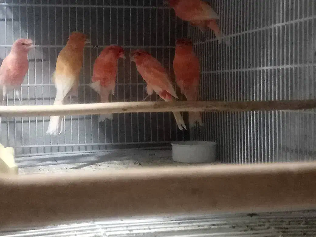 قناری قرمز کاکلی و بدون کاکل مست خوان|پرنده|شاهرود, |دیوار