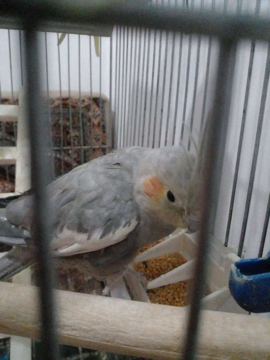 یک عدد عروس هلندی|پرنده|صباشهر, |دیوار