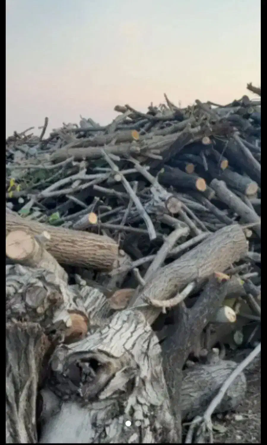 خریدار انواع چوب|خدمات باغبانی و درختکاری|روانسر, |دیوار