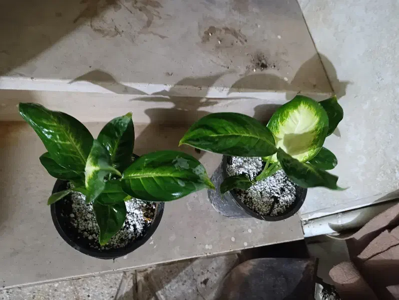 همه دونه ای 100|گل و گیاه طبیعی|نیشابور, شهید بهشتی|دیوار