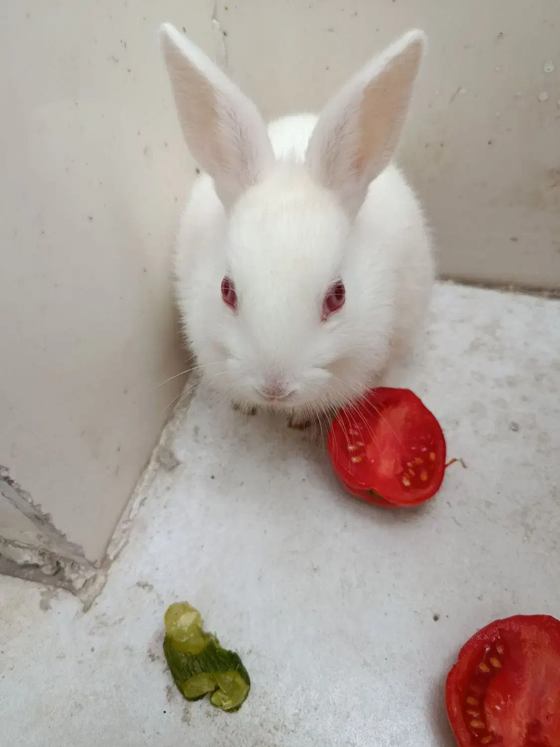 خر گوش|موش و خرگوش|بندر ماهشهر, |دیوار