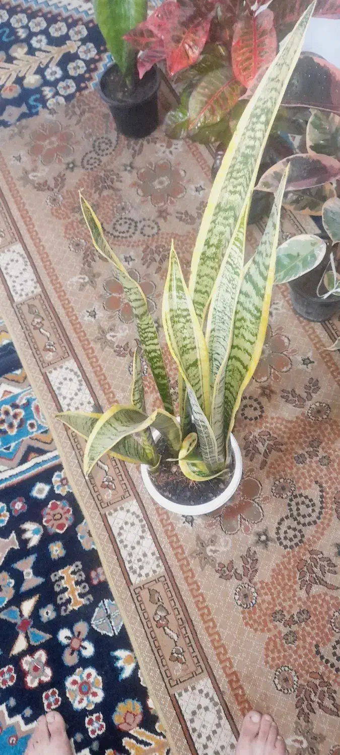 گل های آپارتمانی|گل و گیاه طبیعی|رشت, سلیمانداراب|دیوار