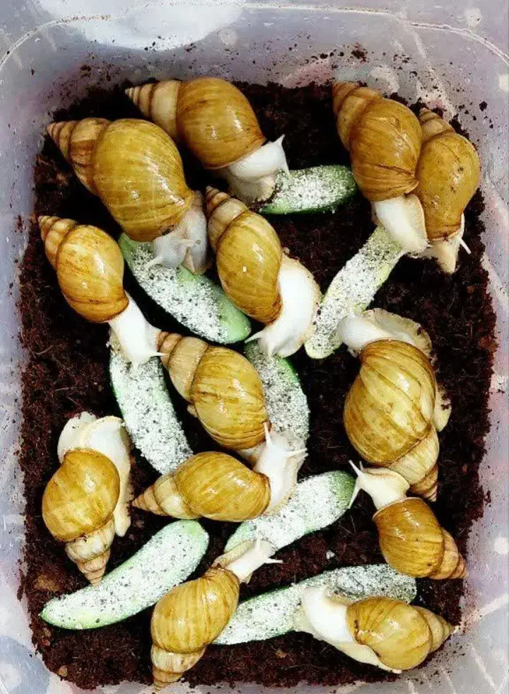 حلزون آلبینو آچاتینا|خزنده|فردیس, داوری|دیوار