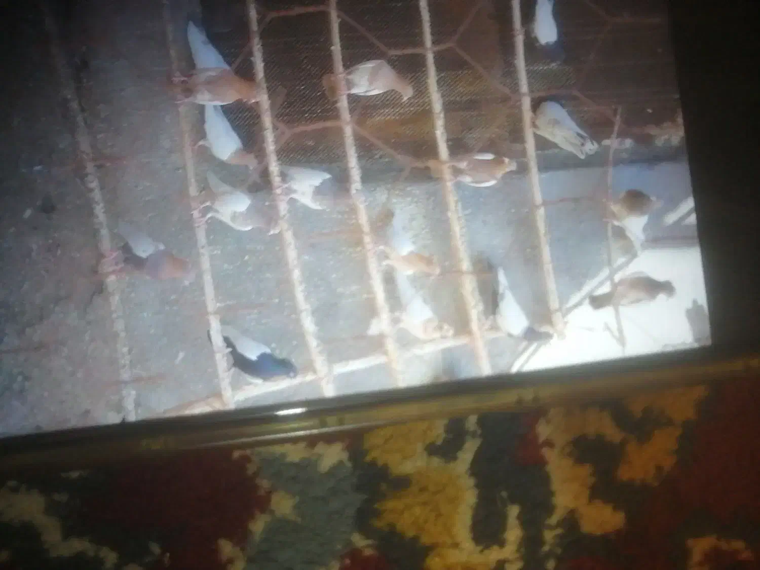 فروش کبوتر|پرنده|ساروق, |دیوار