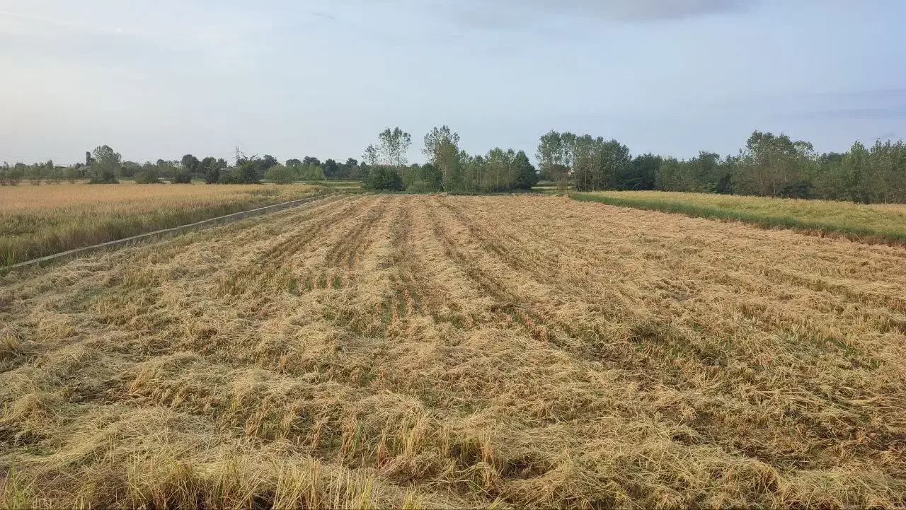 زمین مزروعی با سند مالکیت شش دانگ عرصه و اعیان|فروش زمین و ملک کلنگی|رودسر, |دیوار