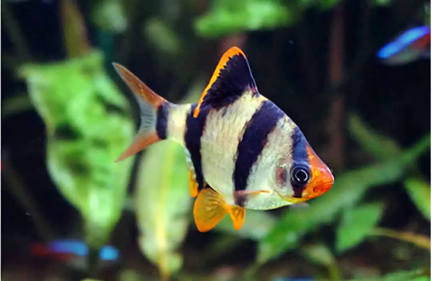 فروش ماهی تزئینی و آکواریوم|ماهی|سیرجان, |دیوار