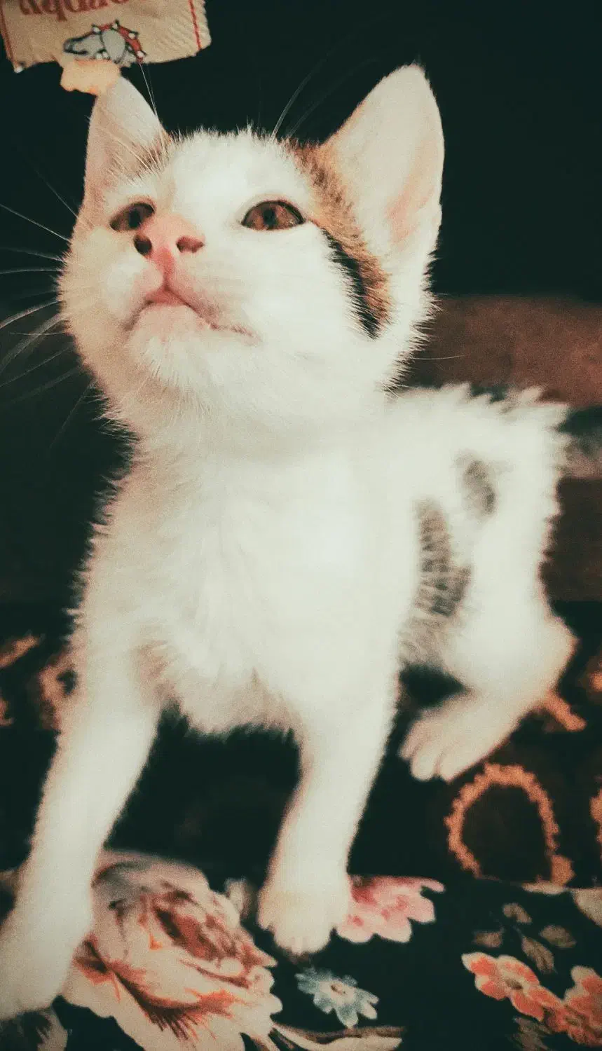 واگذاری رایگان بچه گربه دو ماهه سالم|گربه|شاندرمن, |دیوار