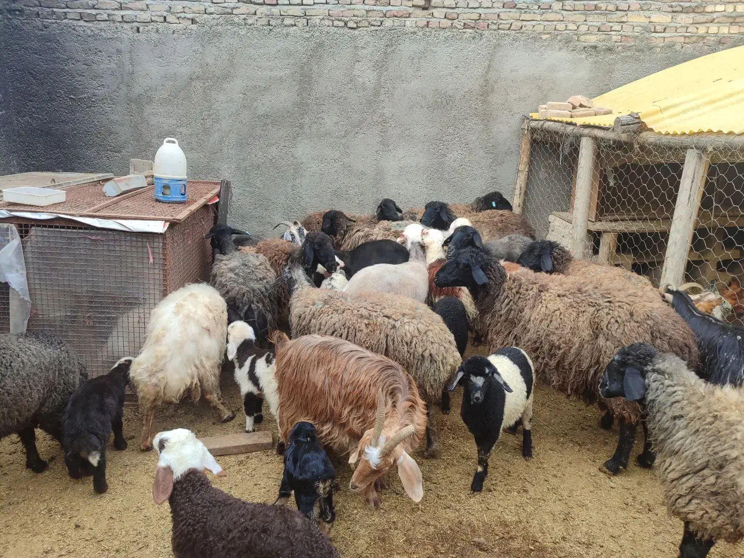 میش چاق|حیوانات مزرعه|جوادآباد, |دیوار