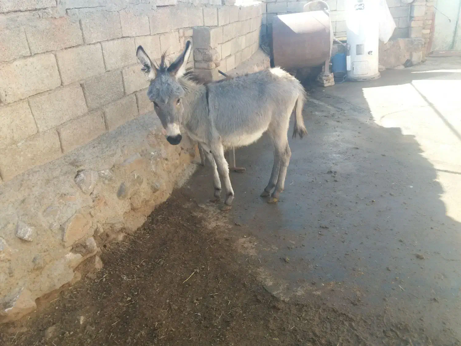 فروش|حیوانات مزرعه|کنگاور, |دیوار